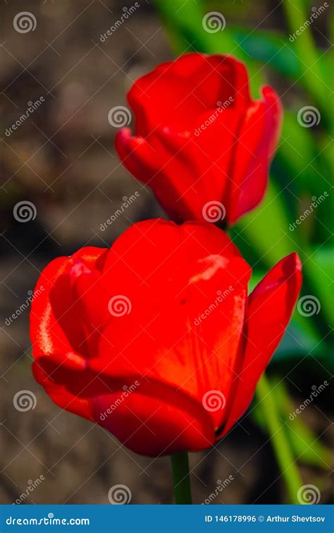 Red Tulips In Close Up Open And Closed Bud Tulip Stock Photo Image