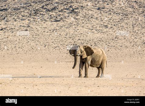 A Desert Elephant In Remote Purros Conservation Area Stock Photo Alamy