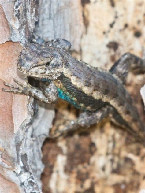 18 Lizards Of Oklahoma Thepetenthusiast