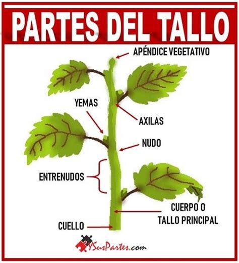 El Tallo Y Sus Partes Listado Y Sus Partes