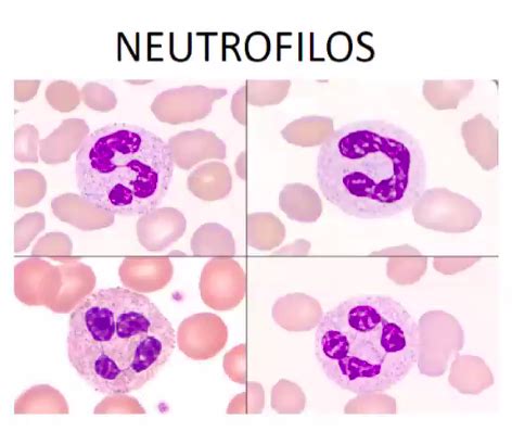 O Que Significa Neutrófilos - Neutrófilos | Eritrocitos