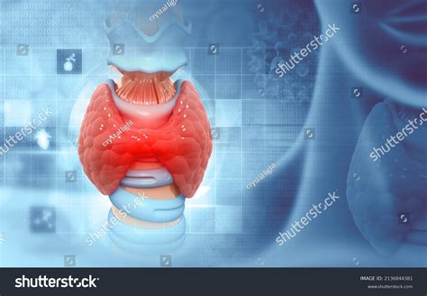 Im Genes De Gland Im Genes Fotos Y Vectores De Stock