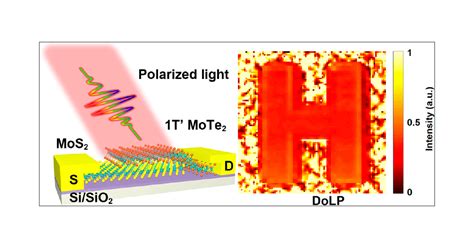 Polarization Sensitive Self Powered And Broadband Semimetal Mote2