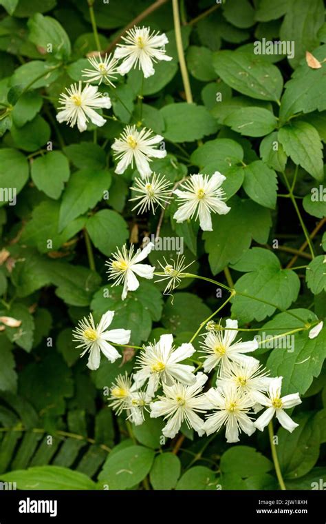 Natural Close Up Plant Portrait Of Clematis Paul Farges Clematis