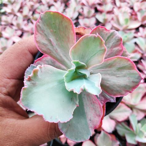 Echeveria Chantilly Hybrid