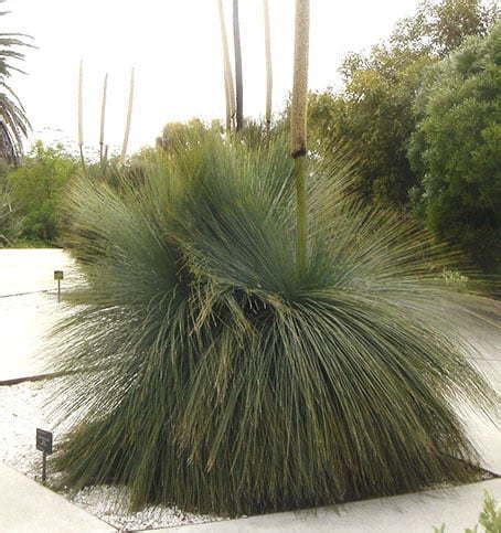 Different Grass Tree Species - Designer Trees Australia