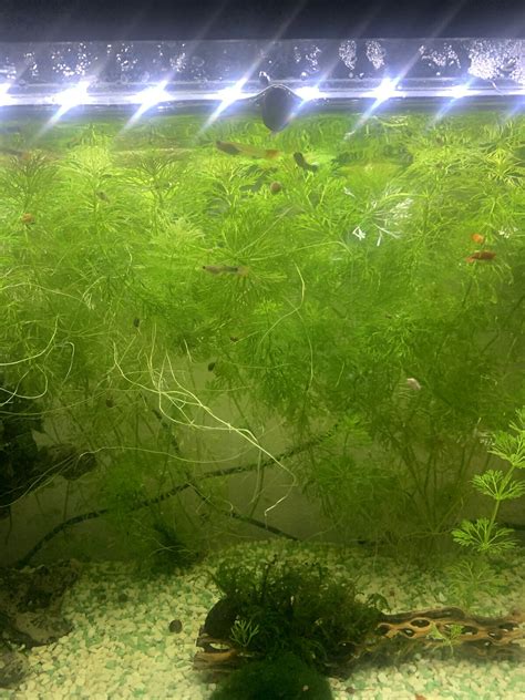 Venta Vendo Alevines De Platy Y Guppy Foro PortalPez De Acuarios