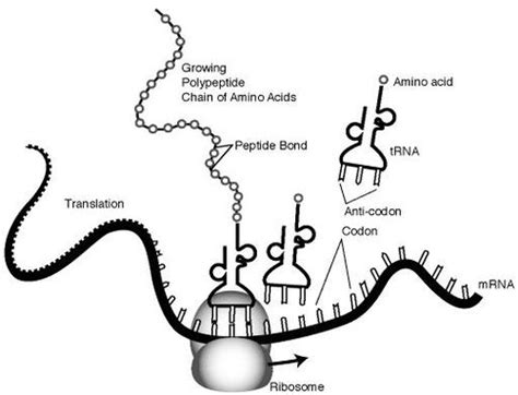 Protein Synthesis CreationWiki The Encyclopedia Of Creation Science