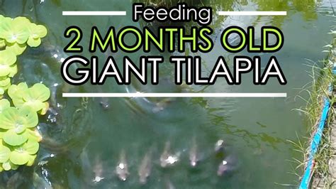 Backyard Tilapia Farming Feeding 2 Months Old Giant Tilapia Youtube