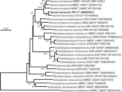 Neighbour Joining Tree Based On 16s Rrna Gene Sequences Showing The