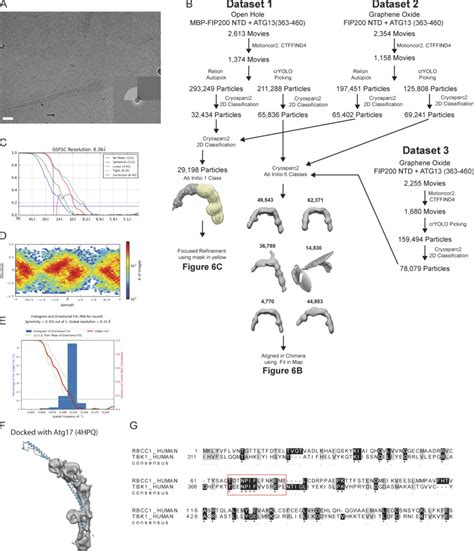 Cryo Em Workflow A Representative Micrograph From Dataset 2 Scale