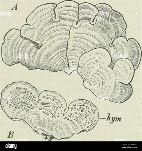 Plantes Et Leurs Utilisations Une Introduction La Botanique S De