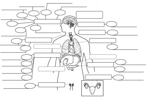 Endocrine System Unlabeled Diagram