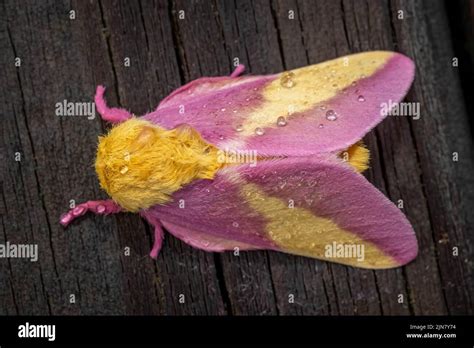 Top View Of A Rosy Maple Moth Dryocampa Rubicunda Which Resembles A