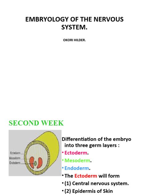 1 Development of the Nervous System | PDF