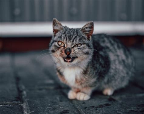 Reasons Why Your Cat Keeps Meowing At You