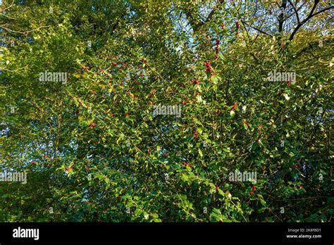 Stechpalme Ilex Mit Roten Beeren Im Winter Stock Photo Alamy