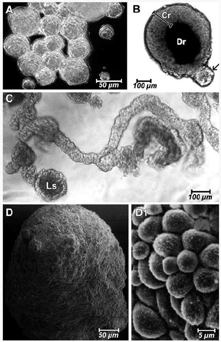 Cytoskeleton And Lumen Formation In Mcf 7 Spheroids Laser Scanning Download Scientific Diagram