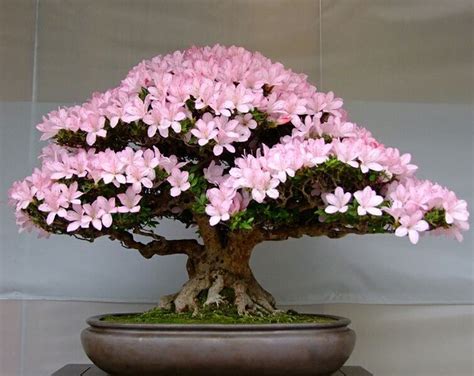 41+ Satsuki Azalea Bonsai Care Gif - Hobby plan