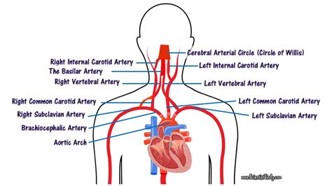 Brachiocephalic Artery And Vein