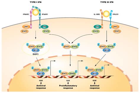 Interferon Signaling Pathway