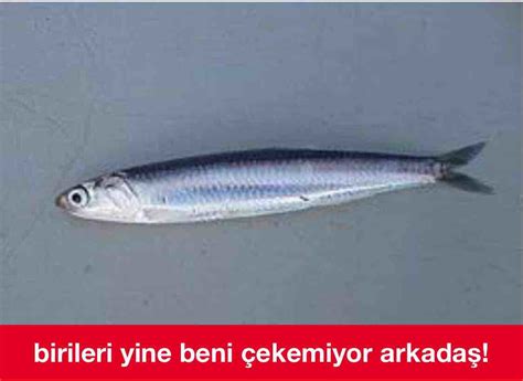 hamsi #1309631 - uludağ sözlük galeri