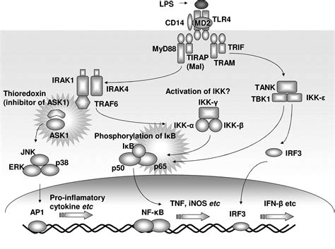 Ros And Innate Immunity Anticancer Research