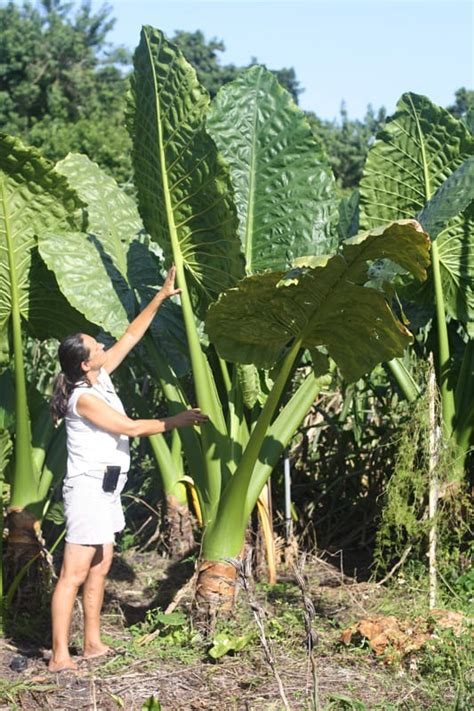 Alocasia Macrorrhiza ‘borneo Giant’ Elephant Ears 4″ Pot Gardino Nursery