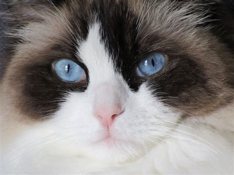 Cat Ragdoll Look · Free Photo On Pixabay