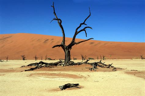 Dead Vlei Tree Namibia Photograph By Aidan Moran