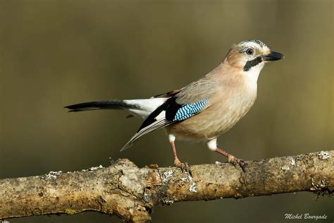 Geai Des Ch Nes Garrulus Glandarius Eurasian Jay Pas Flickr