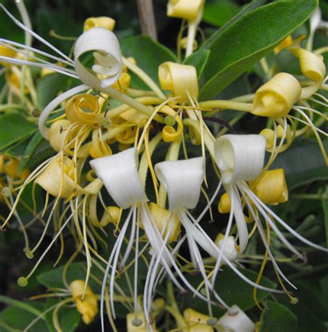 Halls Honeysuckle Lonicera Japonica Halliana 125mm Pot Weslor