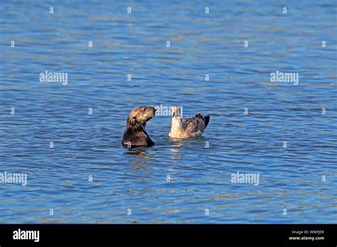 Sea Otter Adult With Western Gull In Non Breeding Plumage Elkhorn