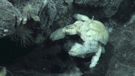 'Yeti' Crab Grows Its Own Food, Lives in Antarctic Spa | Live Science