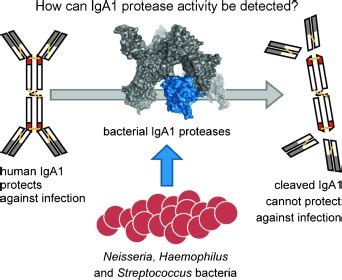 Versatile Substrates And Probes For Iga Protease Activity Choudary