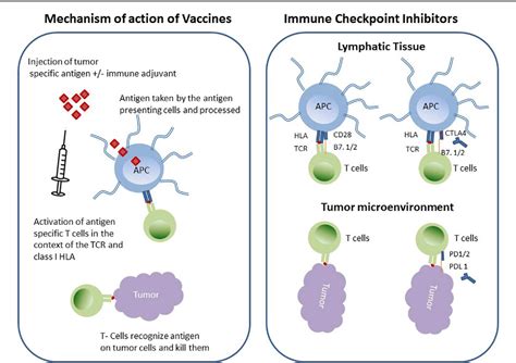 Immunotherapy For Lung Cancer - CancerWalls