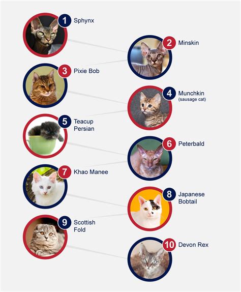 Unusual Breeds Of Cats - PetlifeNZ™