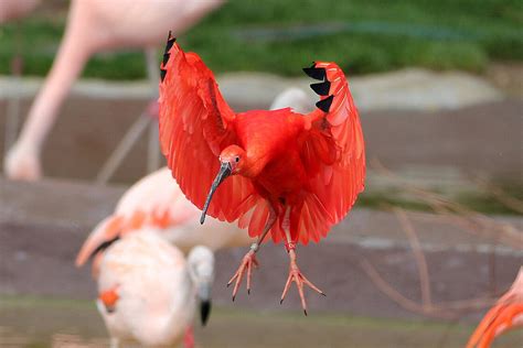 Behind the Scarlet Feathers: A гагe Look into their mуѕteгіoᴜѕ Lives of ...