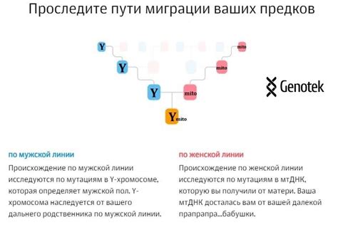 Гаплогруппы Y-хромосомы и митохондриальной ДНК | Разное всё подряд | Дзен