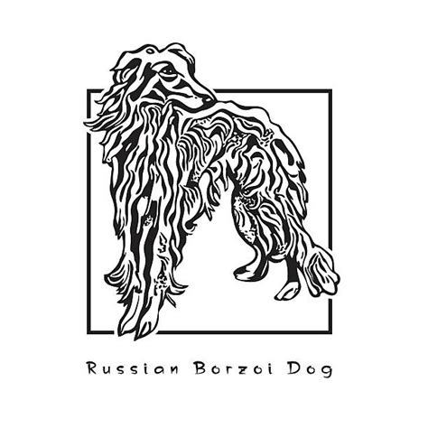 20+ Black And White Borzoi Stock Photos, Pictures & Royalty-Free Images - iStock