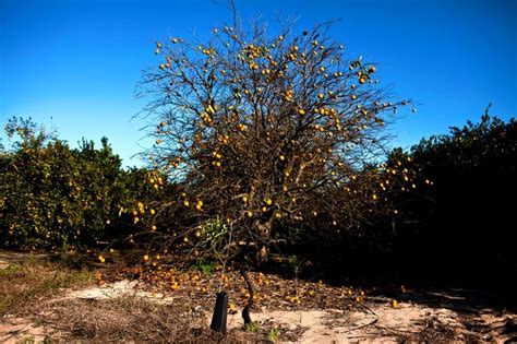 Disease Rips Through Florida Citrus Groves Wsj