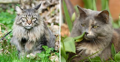 Your Maine Coon Doesn't Purr? (7 Possible Reasons) - MaineCoon.org