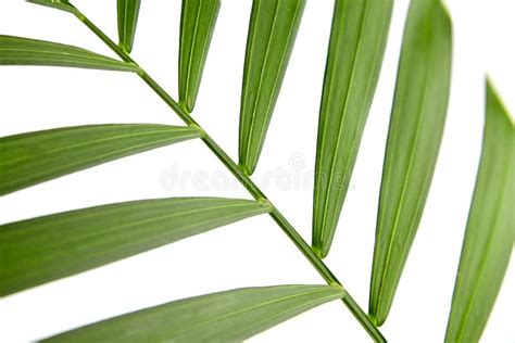 Hoja De Planta De La Casa Aislada En Fondo Blanco Hoja De Palma Foto