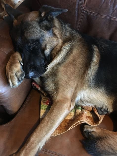 Barret Knows How To Spend A Frozen Texas Day German Shepherd Puppies