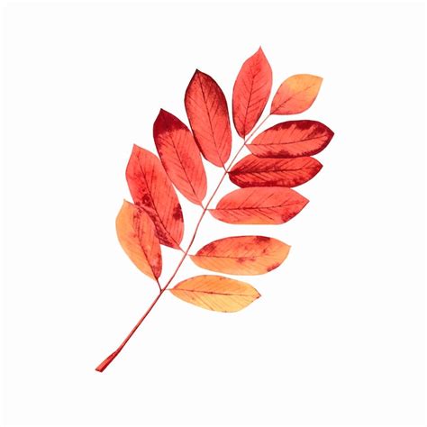 Premium Vector | Watercolor fall leaf.