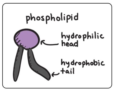 Fundamentals Of Biopsychology Exam 2 Flashcards Quizlet