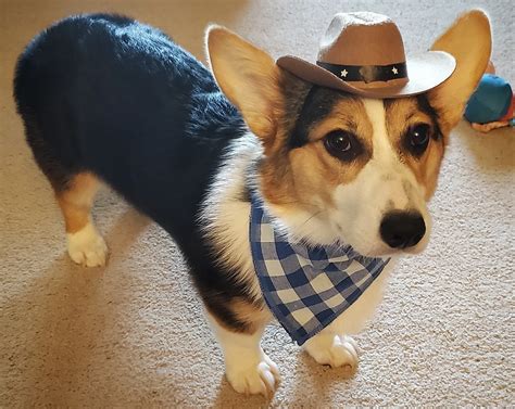 Cowboy Corgi | The Corgi Guru