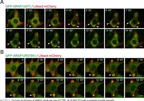 Figure From Arap Regulates The Ring Size Of Circular Dorsal Ruffles