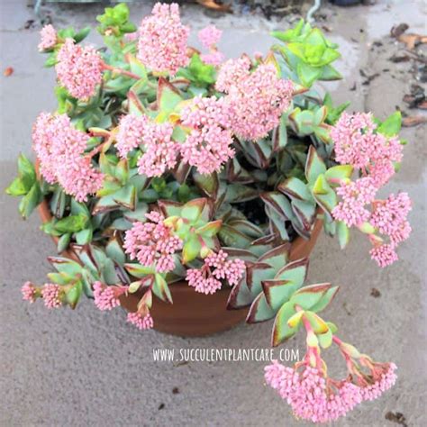 18 Popular Flowering Succulents (With Pictures) - Succulent Plant Care