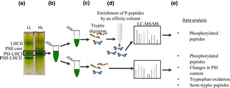 The Protein Phosphorylation Landscape In Photosystem I Of The Desert